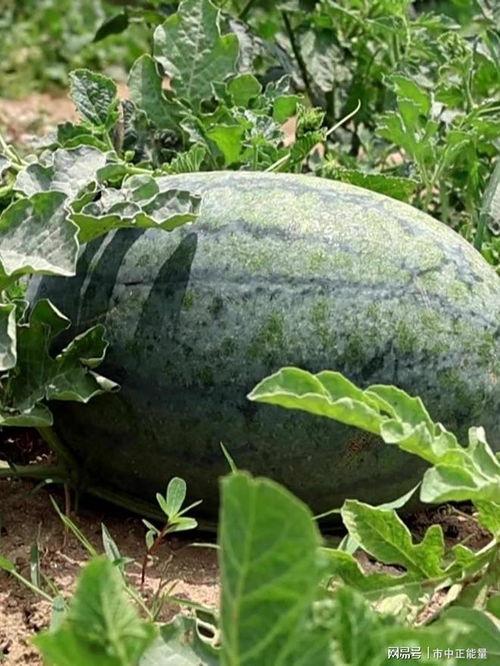 滕州吃瓜事件视频最新版,最新视频揭露惊人真相