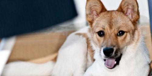 水瓜狗狗可以吃吗视频,宠物营养新选择