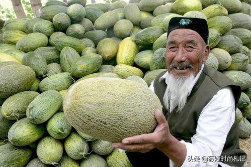 日本人新疆吃哈密瓜视频,感叹大自然的馈赠