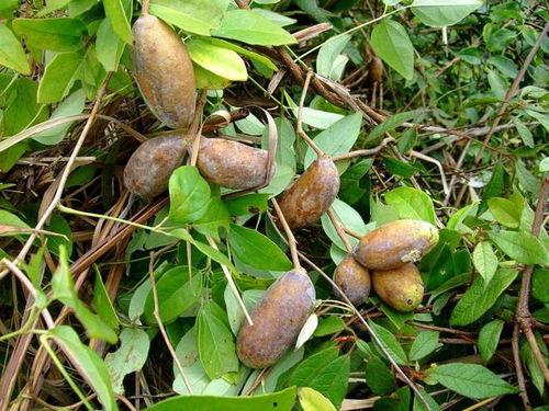 北方人吃八月瓜视频大全,北方人独特吃法大盘点