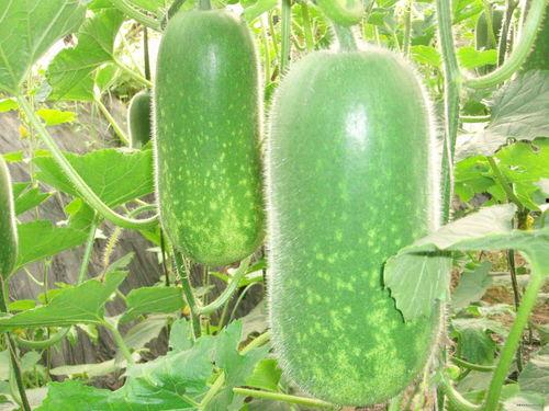 牙妹吃哈密瓜视频大全,视频大全回顾