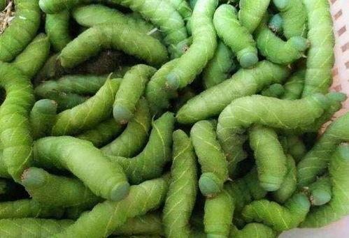 天津吃瓜虫视频,一场网络热传的趣味事件