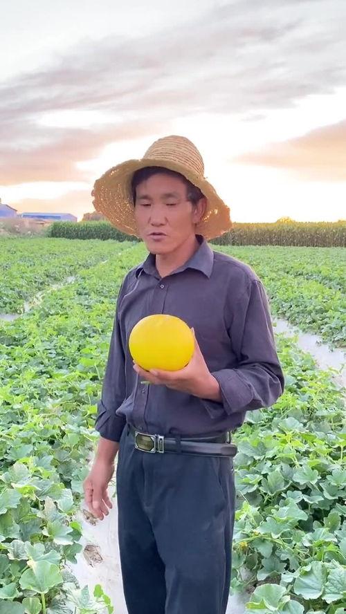 吃甘肃民勤沙漠蜜瓜的视频,探秘甘肃民勤蜜瓜的独特魅力