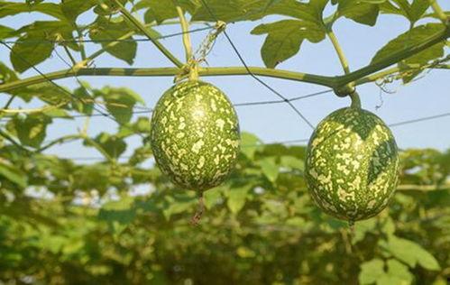 羊可以吃吊瓜吗视频,揭秘羊能否享用吊瓜之谜