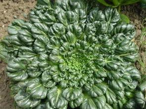 土瓜出苗可以吃吗视频,揭秘家常美味新选择