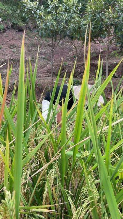 带你吃瓜水葱舞搞笑视频,带你吃瓜，笑出腹肌！