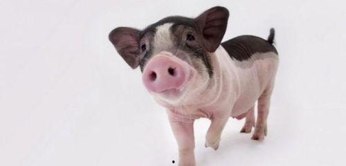 小猪吃羊角瓜视频播放大全,趣味视频大全欢乐来袭