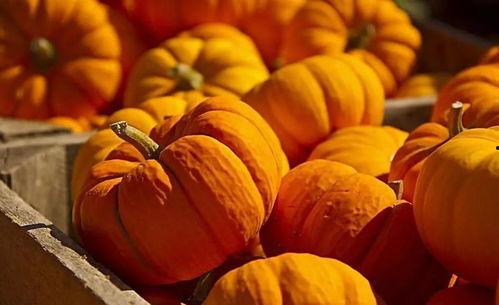 南瓜视频吃瓜,揭秘娱乐圈吃瓜背后的真相