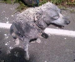 吃瓜狗车祸视频真实,吃瓜狗车祸现场视频曝光，网友热议