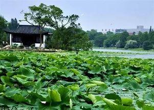 菱湖公园吃瓜事件视频曝光,视频曝光引发网友热议