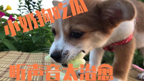 主人喂狗吃瓜视频大全